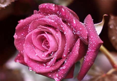 Pink Roses Pictures Love Fashion