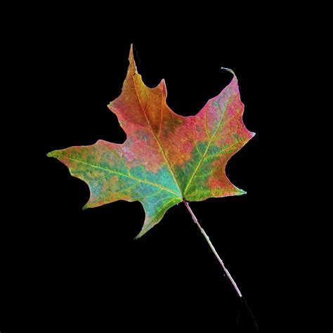 Maple Leaf In Autumn Photograph By Ira Marcus Fine Art America