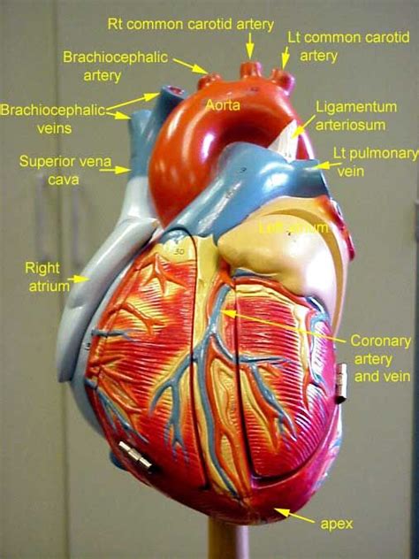 Blood Vessels Labeled Heart Image Result For Human Arteries And Veins