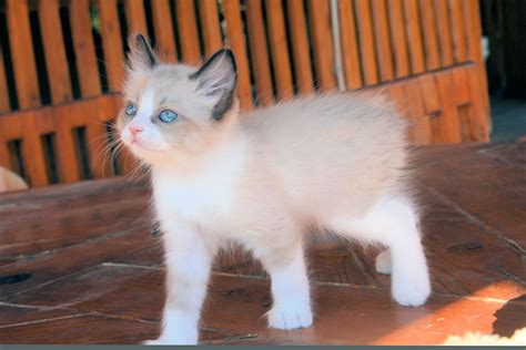 Himalayan cross main coon kittens for sale. 30 Very Cute Manx Kitten Photos And Pictures
