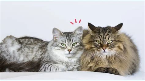 Cari Tahu Yuk Perbedaan Kucing Jantan Dan Betina Orami