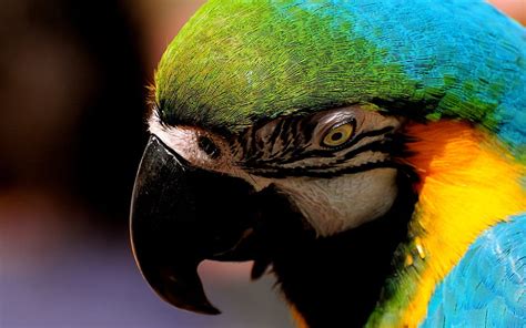 Parrot Beak Colorful Bird Animal Hd Wallpaper Peakpx