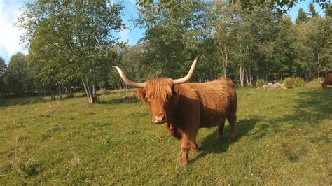 Scottish Highland Cattle In Finland Cows And Calves 28th Of August