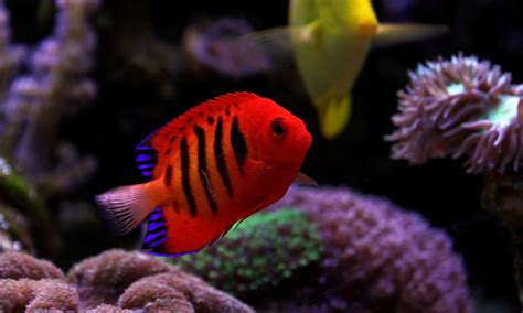 Most Beautiful Saltwater Fish For Aquariums In The World