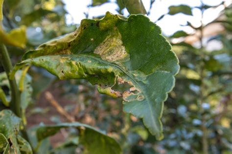 Master Gardener Whats Causing Curled Leaves On A Lemon Tree Press