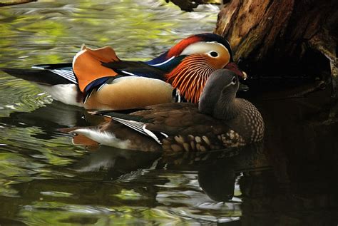 Hd Wallpaper Two Brown And Black Ducks Swimming On Body Of Water