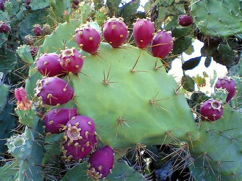 Some prickly pear species are cultivated as ornamentals and are valued for their large flowers. The Outdoor Survivalist: Edible Desert Plants