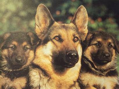 Shepherd German Wallpapers Dog Puppies Screensaver Cave