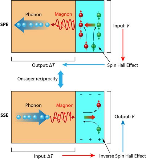 The Onsager Reciprocity Applied To The Spin Peltier Effect Spe And