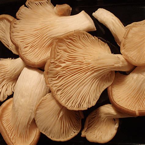 Result Images Of Names Of Different Types Of Mushrooms PNG Image Collection