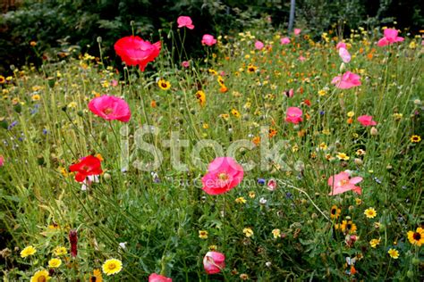Meadow Flowers Stock Photo Royalty Free Freeimages