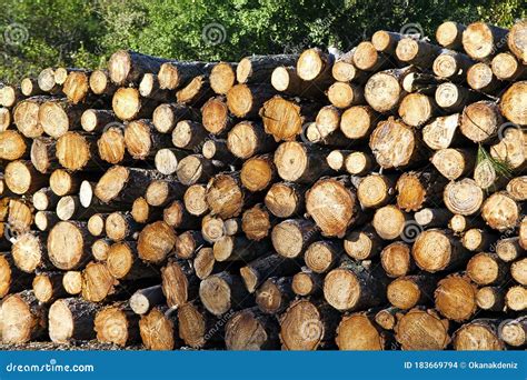 Huge Pile Of Cut Woods Logs Stock Photo Image Of Stack Outdoors