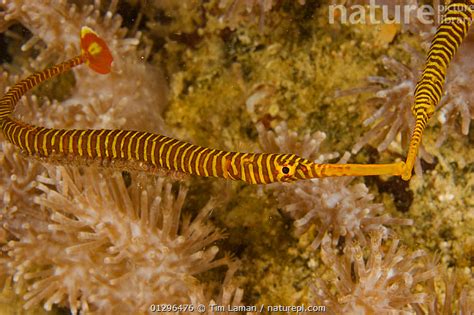 Nature Picture Library Male Orange Banded Pipefish Dunckerocampus