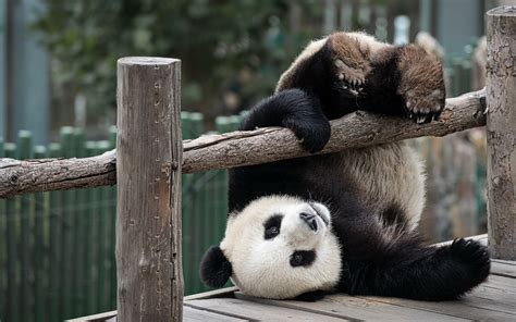 Download Wallpapers Panda Zoo Cute Bear Pandas China Cute Panda