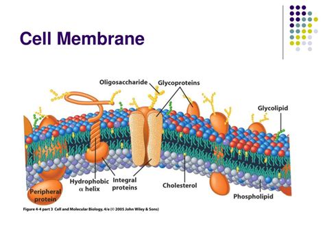 Animal Cell Membrane Lipids 3d Illustration Of Cell Membrane And
