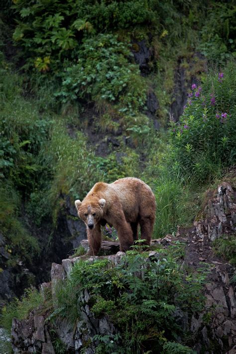 Kodiak Bear Kodiak Island Alaska By Lostin4tune On Flickr ~ Kodiak