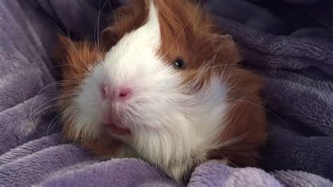 Cuddles With Guinea Pig Puffy Fluffy Youtube