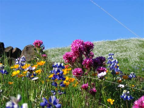 The Breathtaking Wildflowers At The North Table Mountain Ecological