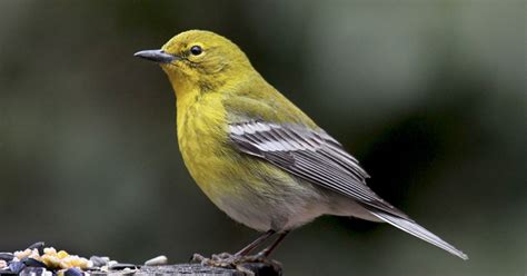 Spring Brings Migratory Birds To The Northeast