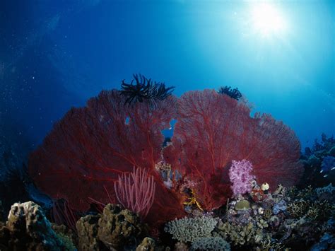 Bxp47964 Underwater Life Papua New Guinea Anderson Smith2010 Flickr