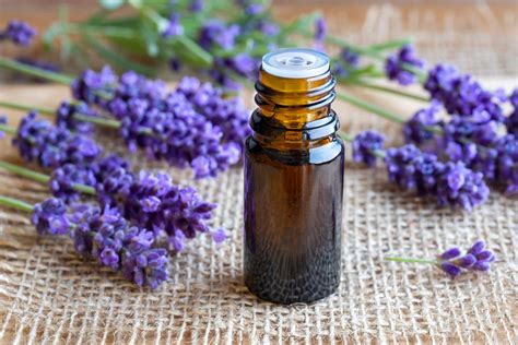 lavender oil benefits uses and side effects