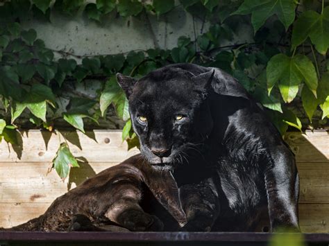 Black Jaguar Jaguar Panther Wild Cat Predator Foliage Sun Face