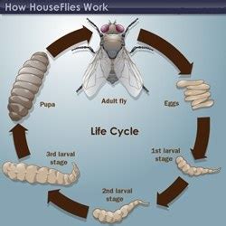 Fly Life Cycle Information Sloutions Ecomist Blog