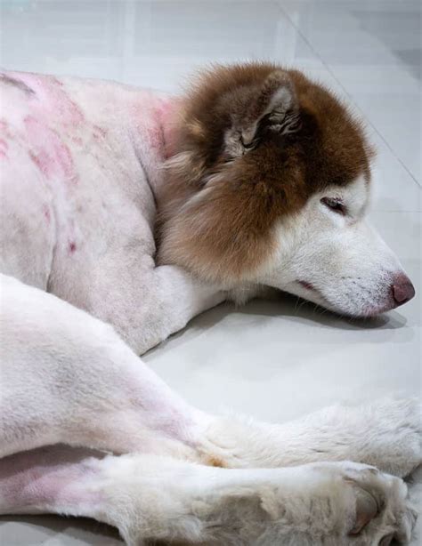 Skin Infections In Dogs Types Causes Symptoms And Treatments Dog