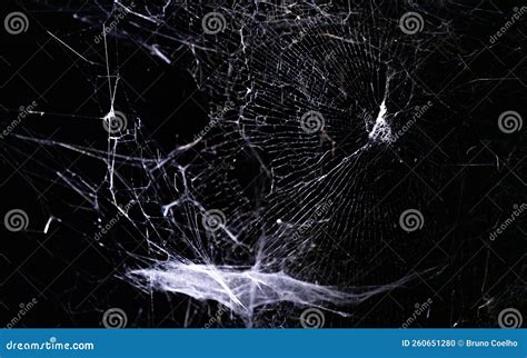 Rijksmuseum - Creepy Crawlies - Spider Webs Editorial Image - Image of