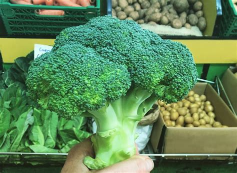 Why You Should Eat Broccoli Every Day — Catherine Arnold Nutrition