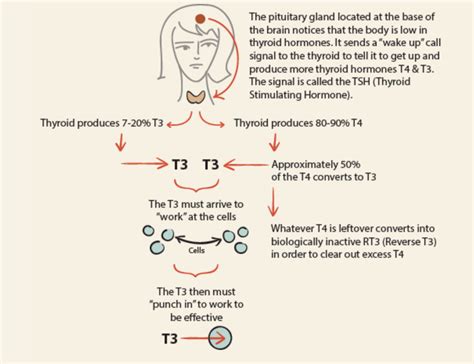 Understanding Reverse T3 Thyroid Issues