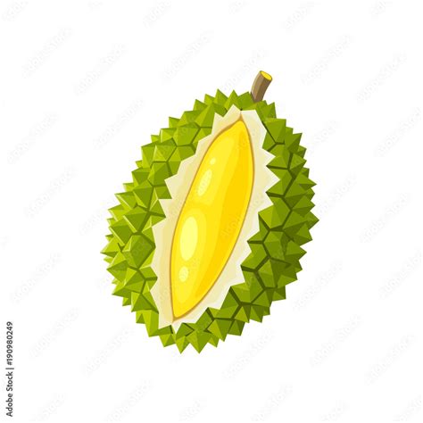 Summer Tropical Fruits For Healthy Lifestyle Durian Fruit Vector