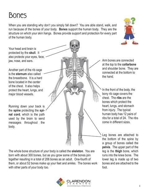 A picture of the human body, showing major organs in the correct places. Bones Lesson Plan | Clarendon Learning
