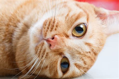 Don't turn up the heat at home. Cat Dry Nose: Causes and How to Help | Great Pet Care