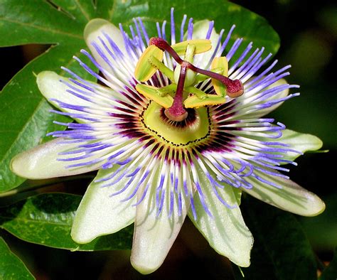 Blue Passion Flower 35 Seeds Passiflora Caerulea Hirts Gardens