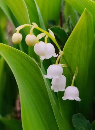 Indoor Convallaria Majalis Liliaceae Lily Of The Valley Indoor Plant