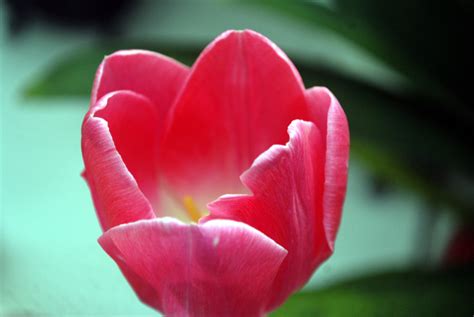 Single Tulip Free Stock Photo Public Domain Pictures