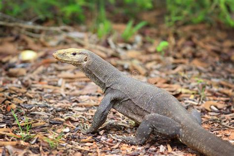 Bengal Monitor Lizard In Pang Sida National Park Stock Image Image Of
