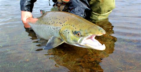 What We Offer Fly Fishing In Iceland