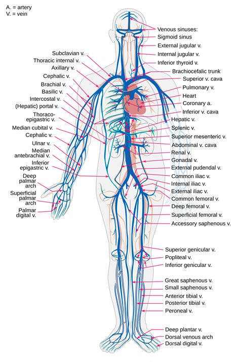 Arteries Veins And Capillaries Diagram