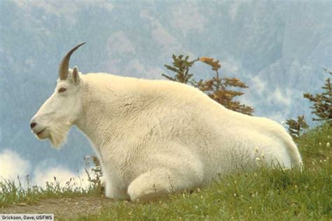 Mountain Animals List Facts On Animals That Live On Mountains