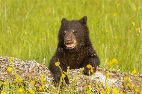 Baby American Black Bear Stock Image Image Of Tree Animal 64903465