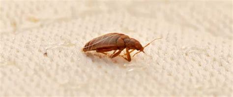 What Eats Bed Bugs Bed Bug Predators