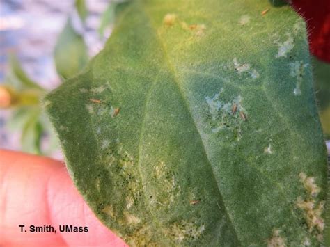 Thrips Petunia Center For Agriculture Food And The Environment