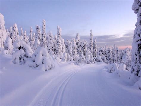 Ski Track In The Snowy Winter Forest Stock Image Image Of Landscape