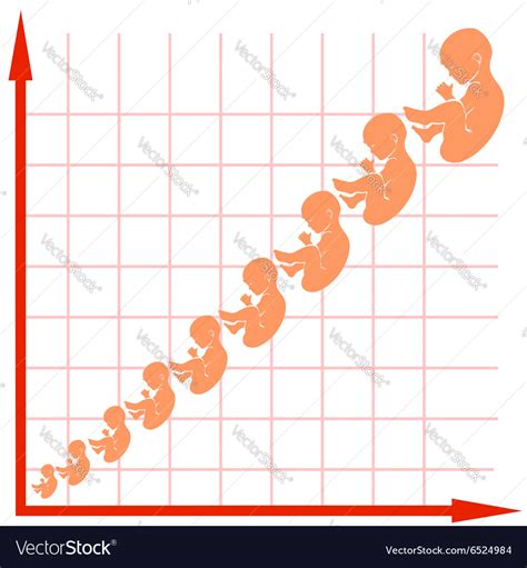 Fetal Development Chart By Month Online Shopping
