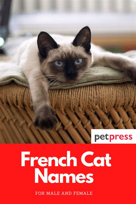 Best 500 French Cat Names For Male And Female Kittens
