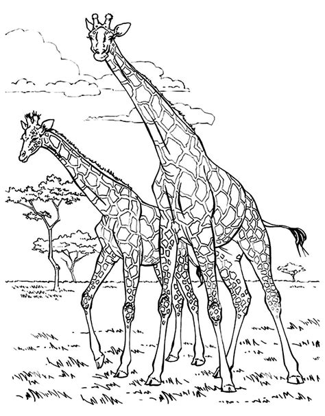 Deux Girafes Coloriages Girafes Difficiles Pour Adultes Et Enfants