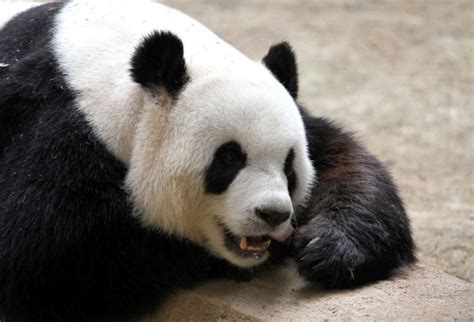 Maybe you can bring your own drinking water and snacks. Giant panda Liang Liang gives birth in Zoo Negara ...