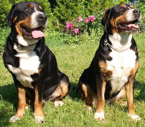 Greater Swiss Mountain Dog Breed Information And Images
